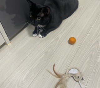 기타 무료분양
