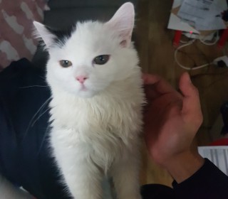 기타 무료분양