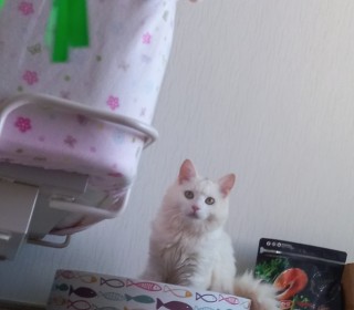 페르시안 무료분양