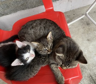 한국 고양이 무료분양
