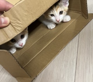 한국 고양이 무료분양