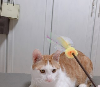 한국 고양이 무료분양
