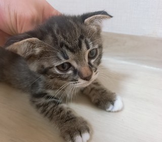 한국 고양이 무료분양
