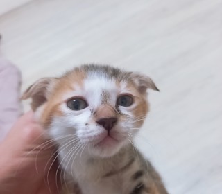 한국 고양이 무료분양