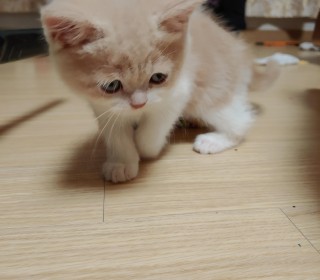 스코티쉬 폴드 무료분양
