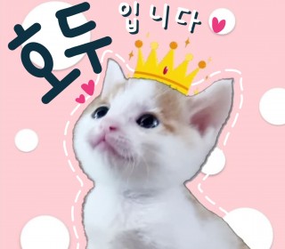 한국 고양이 무료분양
