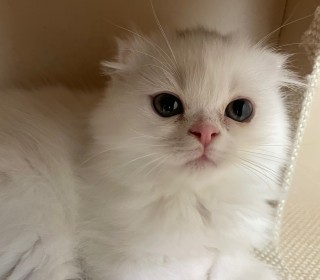 한국 고양이 무료분양