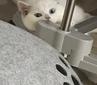 브리티쉬숏 무료분양