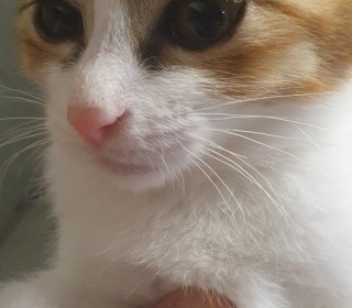 한국 고양이 무료분양
