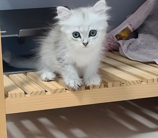 브리티쉬숏 무료분양