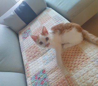 한국 고양이 무료분양