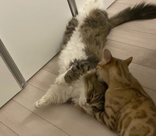 기타 무료분양