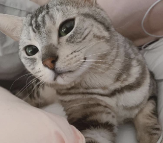 아메리칸 숏헤어 무료분양