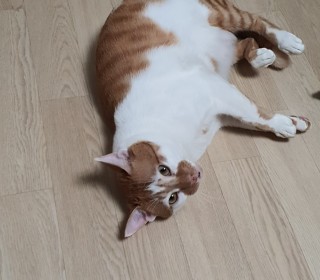 한국 고양이 무료분양