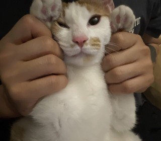 한국 고양이 무료분양