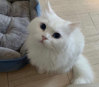 페르시안 무료분양