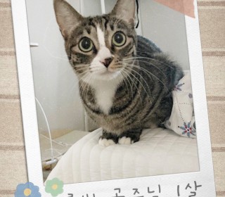 한국 고양이 무료분양