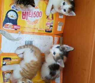 한국 고양이 무료분양