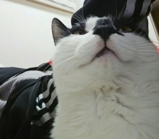 기타 무료분양