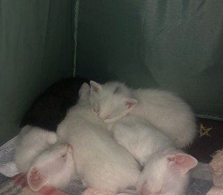 한국 고양이 무료분양