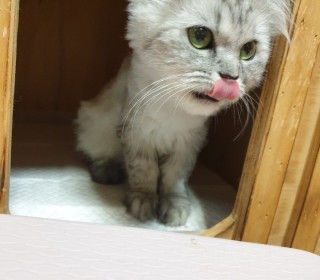 페르시안 무료분양