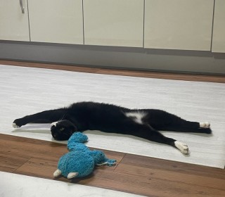 한국 고양이 무료분양