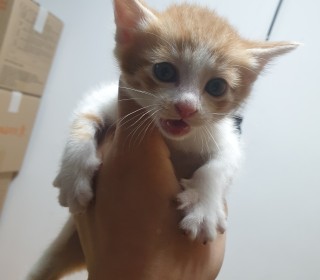 한국 고양이 무료분양
