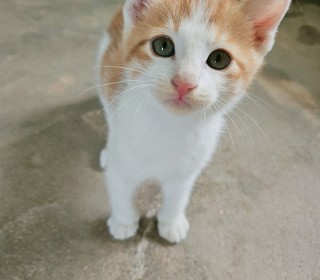 한국 고양이 무료분양