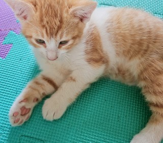 한국 고양이 무료분양