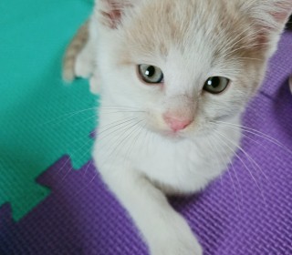 한국 고양이 무료분양