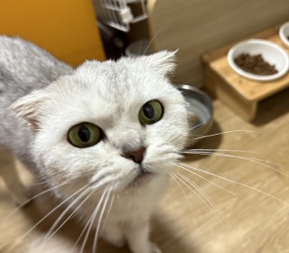 스코티쉬 폴드 무료분양