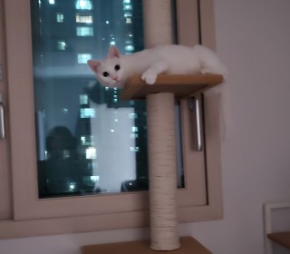터키쉬앙고라 무료분양