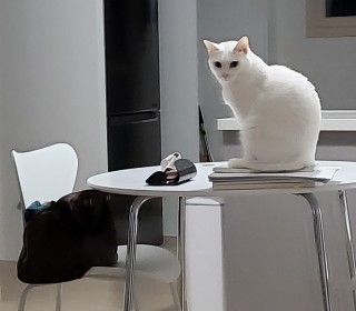 터키쉬앙고라 무료분양