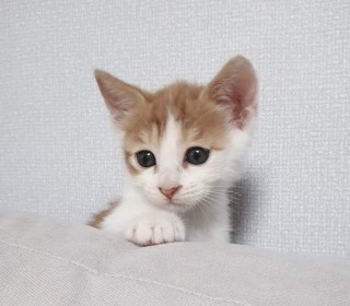 한국 고양이 무료분양