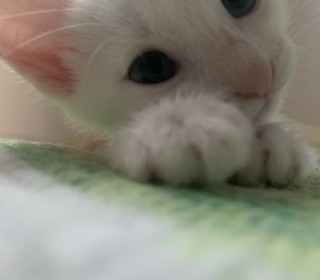 한국 고양이 무료분양