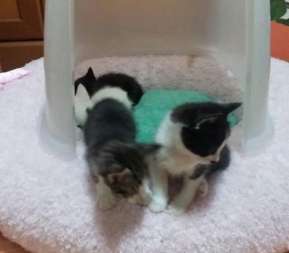 한국 고양이 무료분양