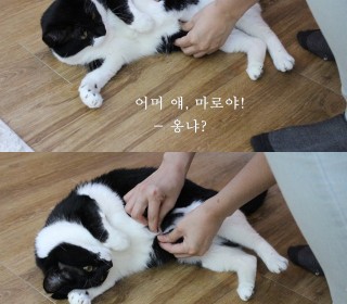 터키쉬앙고라 무료분양