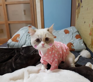 페르시안 무료분양