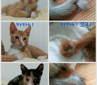 한국 고양이 무료분양