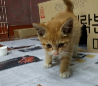 한국 고양이 무료분양