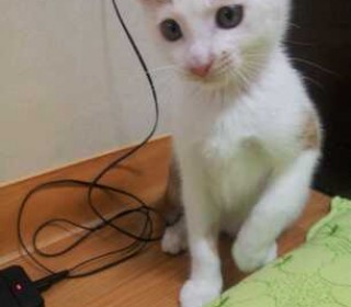 한국 고양이 무료분양