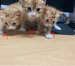 한국 고양이 무료분양