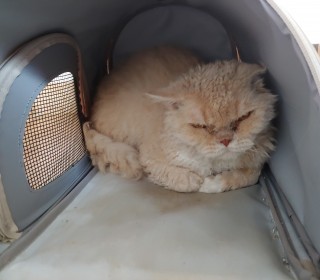 기타 무료분양