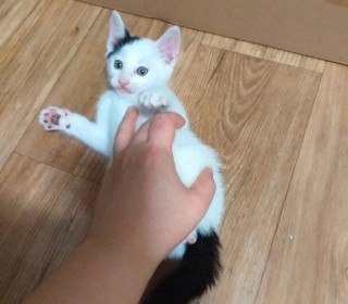 한국 고양이 무료분양
