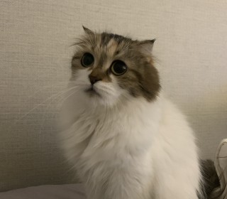 스코티쉬 폴드 무료분양