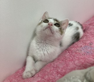 한국 고양이 무료분양