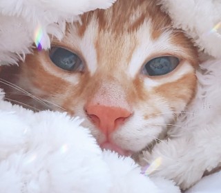 한국 고양이 무료분양