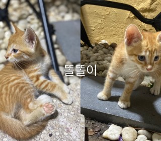 한국 고양이 무료분양