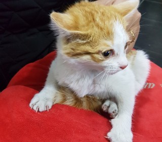 한국 고양이 무료분양