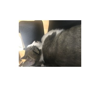 한국 고양이 무료분양